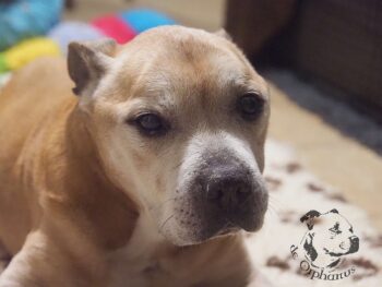 Vrh S 18 Vrh S štěňata stafordšírského bulteriéra vrh S de Orphanus