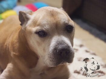 Vrh S 19 Vrh S štěňata stafordšírského bulteriéra vrh S de Orphanus