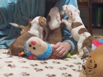 Vrh S 20 Vrh S štěňata stafordšírského bulteriéra vrh S de Orphanus