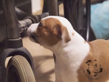 Vrh S 21 Vrh S štěňata stafordšírského bulteriéra vrh S de Orphanus