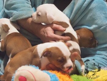 Vrh S 22 Vrh S štěňata stafordšírského bulteriéra vrh S de Orphanus