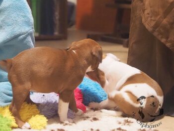 Vrh S 23 Vrh S štěňata stafordšírského bulteriéra vrh S de Orphanus