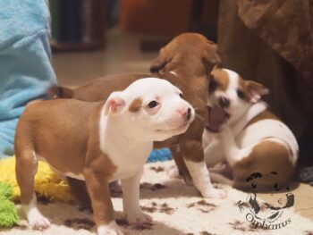 Vrh S 24 Vrh S štěňata stafordšírského bulteriéra vrh S de Orphanus