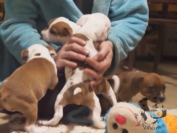 Vrh S 25 Vrh S štěňata stafordšírského bulteriéra vrh S de Orphanus