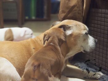 Vrh S 26 Vrh S štěňata stafordšírského bulteriéra vrh S de Orphanus