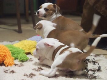 Vrh S 27 Vrh S štěňata stafordšírského bulteriéra vrh S de Orphanus