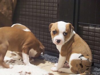 Vrh S 28 Vrh S štěňata stafordšírského bulteriéra vrh S de Orphanus