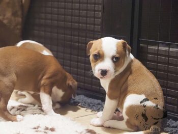 Vrh S 29 Vrh S štěňata stafordšírského bulteriéra vrh S de Orphanus