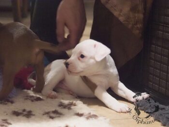 Vrh S 30 Vrh S štěňata stafordšírského bulteriéra vrh S de Orphanus