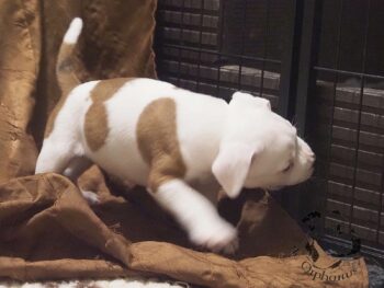 Vrh S 32 Vrh S štěňata stafordšírského bulteriéra vrh S de Orphanus