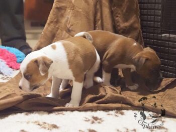 Vrh S 33 Vrh S štěňata stafordšírského bulteriéra vrh S de Orphanus