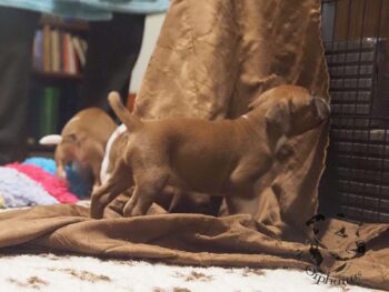 Vrh S 34 Vrh S štěňata stafordšírského bulteriéra vrh S de Orphanus