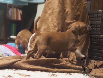 Vrh S 35 Vrh S štěňata stafordšírského bulteriéra vrh S de Orphanus