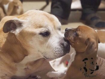 Vrh S 36 Vrh S štěňata stafordšírského bulteriéra vrh S de Orphanus