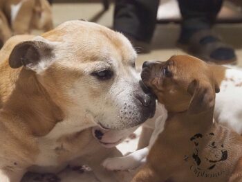 Vrh S 37 Vrh S štěňata stafordšírského bulteriéra vrh S de Orphanus