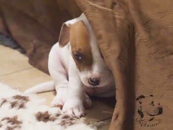 Vrh S 38 Vrh S štěňata stafordšírského bulteriéra vrh S de Orphanus