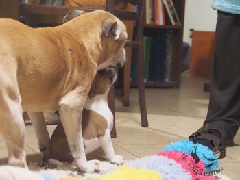 Vrh S 39 Vrh S štěňata stafordšírského bulteriéra vrh S de Orphanus