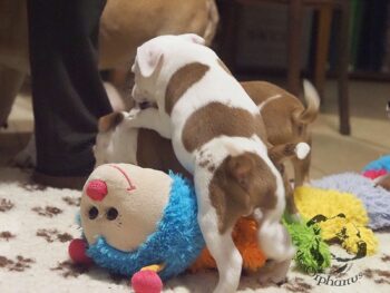 Vrh S 40 Vrh S štěňata stafordšírského bulteriéra vrh S de Orphanus