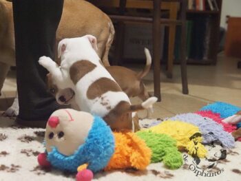 Vrh S 41 Vrh S štěňata stafordšírského bulteriéra vrh S de Orphanus