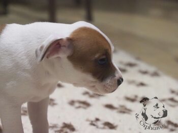 Vrh S 42 Vrh S štěňata stafordšírského bulteriéra vrh S de Orphanus