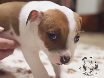 Vrh S 43 Vrh S štěňata stafordšírského bulteriéra vrh S de Orphanus