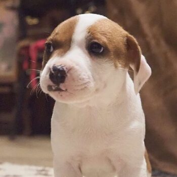 Vrh S 44 Vrh S štěňata stafordšírského bulteriéra vrh S de Orphanus