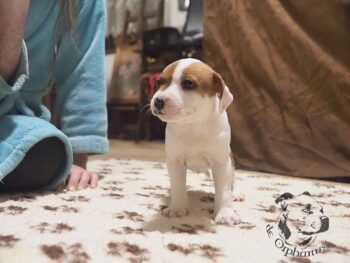 Vrh S 45 Vrh S štěňata stafordšírského bulteriéra vrh S de Orphanus