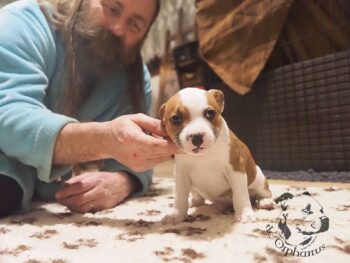 Vrh S 47 Vrh S štěňata stafordšírského bulteriéra vrh S de Orphanus