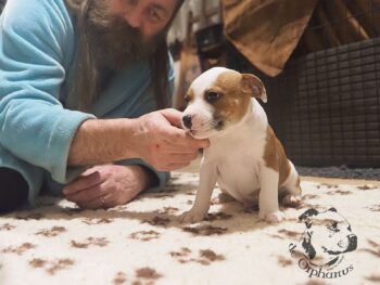 Vrh S 48 Vrh S štěňata stafordšírského bulteriéra vrh S de Orphanus