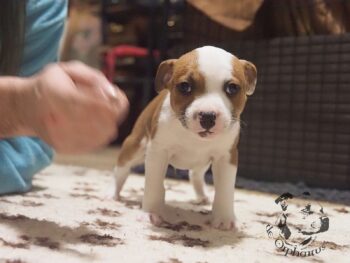 Vrh S 50 Vrh S štěňata stafordšírského bulteriéra vrh S de Orphanus