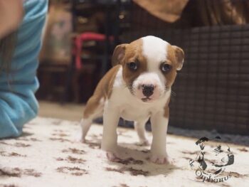 Vrh S 51 Vrh S štěňata stafordšírského bulteriéra vrh S de Orphanus