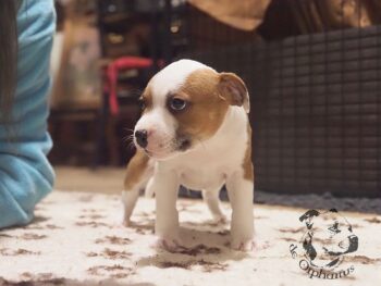 Vrh S 52 Vrh S štěňata stafordšírského bulteriéra vrh S de Orphanus