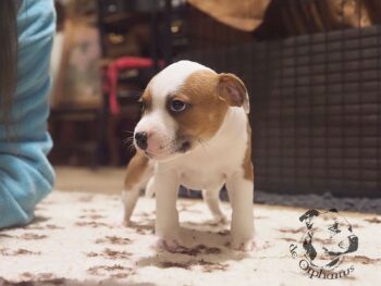 Vrh S 53 Vrh S štěňata stafordšírského bulteriéra vrh S de Orphanus