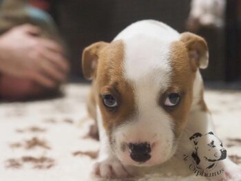 Vrh S 54 Vrh S štěňata stafordšírského bulteriéra vrh S de Orphanus