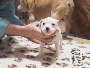 Vrh S 56 Vrh S štěňata stafordšírského bulteriéra vrh S de Orphanus