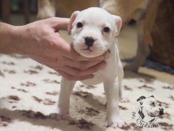 Vrh S 57 Vrh S štěňata stafordšírského bulteriéra vrh S de Orphanus