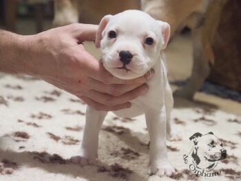 Vrh S 58 Vrh S štěňata stafordšírského bulteriéra vrh S de Orphanus