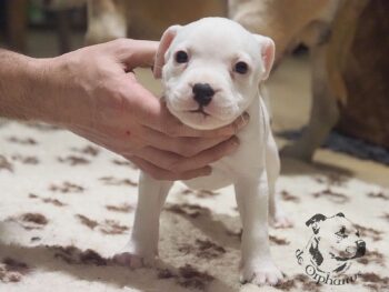 Vrh S 59 Vrh S štěňata stafordšírského bulteriéra vrh S de Orphanus