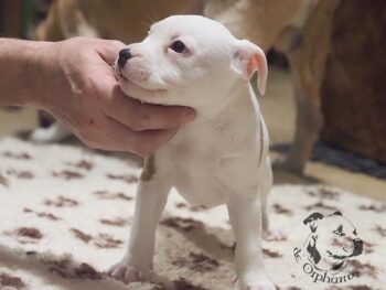 Vrh S 61 Vrh S štěňata stafordšírského bulteriéra vrh S de Orphanus