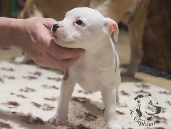 Vrh S 62 Vrh S štěňata stafordšírského bulteriéra vrh S de Orphanus