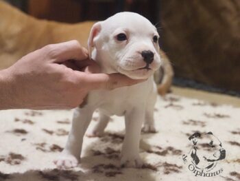 Vrh S 63 Vrh S štěňata stafordšírského bulteriéra vrh S de Orphanus