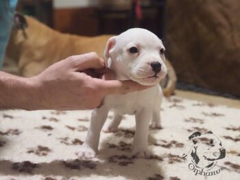 Vrh S 64 Vrh S štěňata stafordšírského bulteriéra vrh S de Orphanus