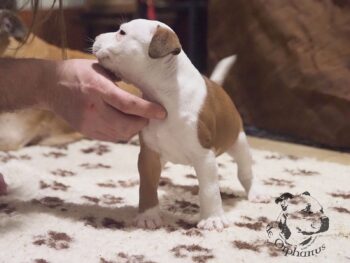 Vrh S 65 Vrh S štěňata stafordšírského bulteriéra vrh S de Orphanus