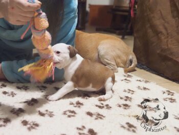 Vrh S 66 Vrh S štěňata stafordšírského bulteriéra vrh S de Orphanus