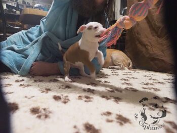 Vrh S 67 Vrh S štěňata stafordšírského bulteriéra vrh S de Orphanus