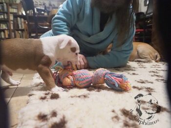 Vrh S 68 Vrh S štěňata stafordšírského bulteriéra vrh S de Orphanus