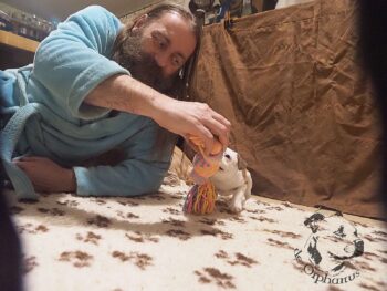 Vrh S 69 Vrh S štěňata stafordšírského bulteriéra vrh S de Orphanus