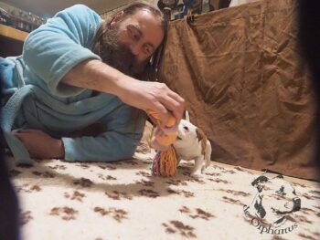 Vrh S 70 Vrh S štěňata stafordšírského bulteriéra vrh S de Orphanus