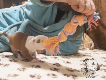 Vrh S 71 Vrh S štěňata stafordšírského bulteriéra vrh S de Orphanus