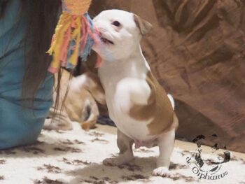 Vrh S 72 Vrh S štěňata stafordšírského bulteriéra vrh S de Orphanus